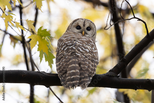 Wallpaper Mural Barred owl Strix varia looking over its shoulder perched high in a tree with golden autumn leaves Torontodigital.ca