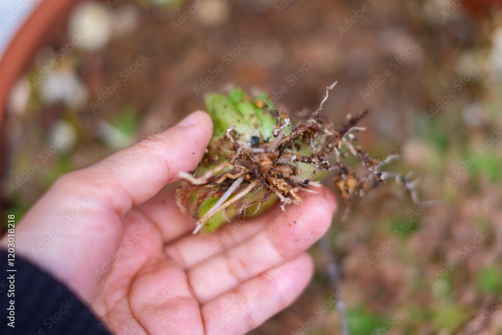 Obraz premium ハオルチアの株分け