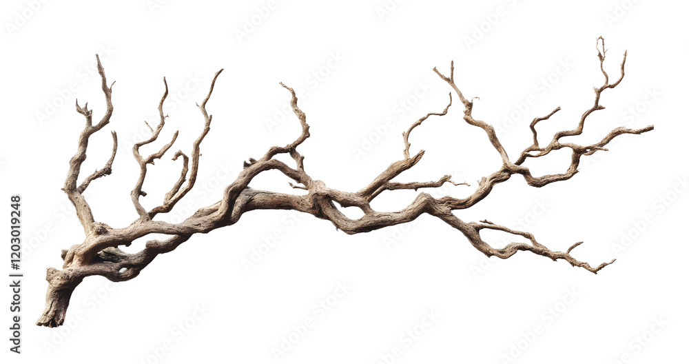 Fototapeta premium Dried twisted jungle branch isolated on a transparent background