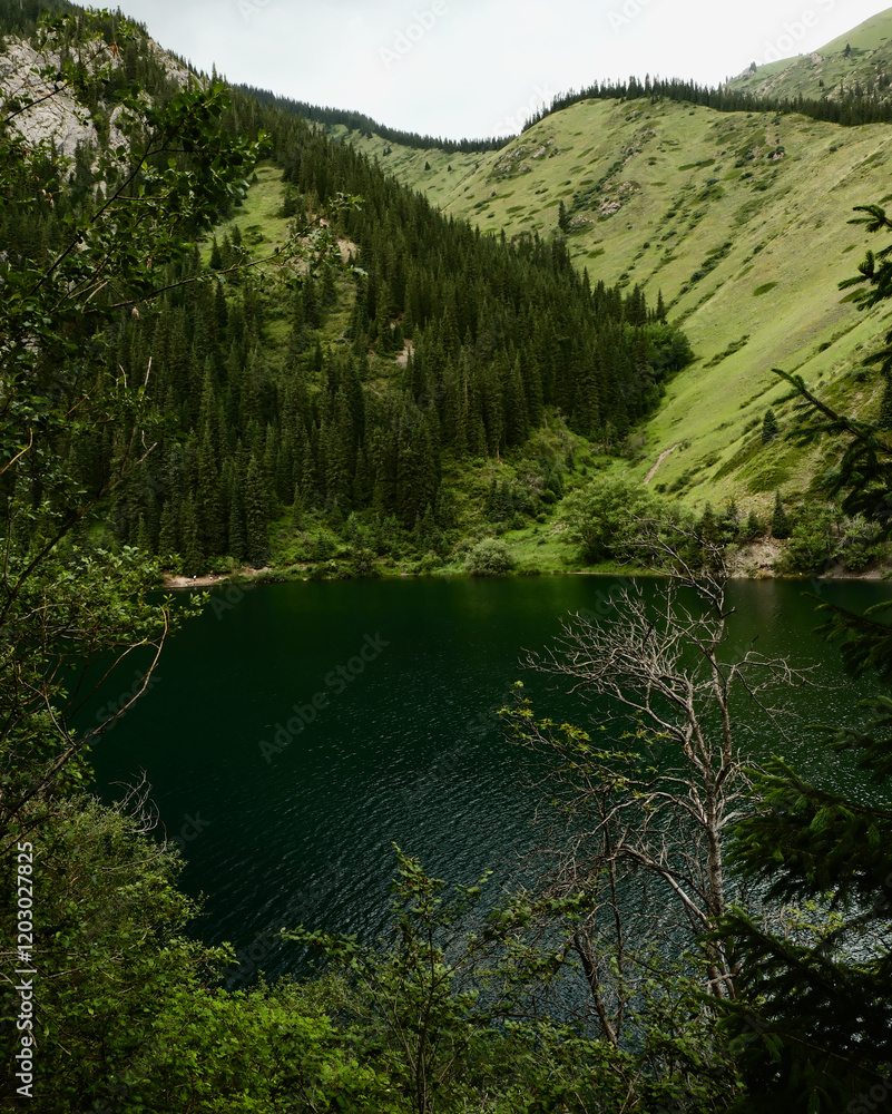 Fototapeta premium lake in the forest