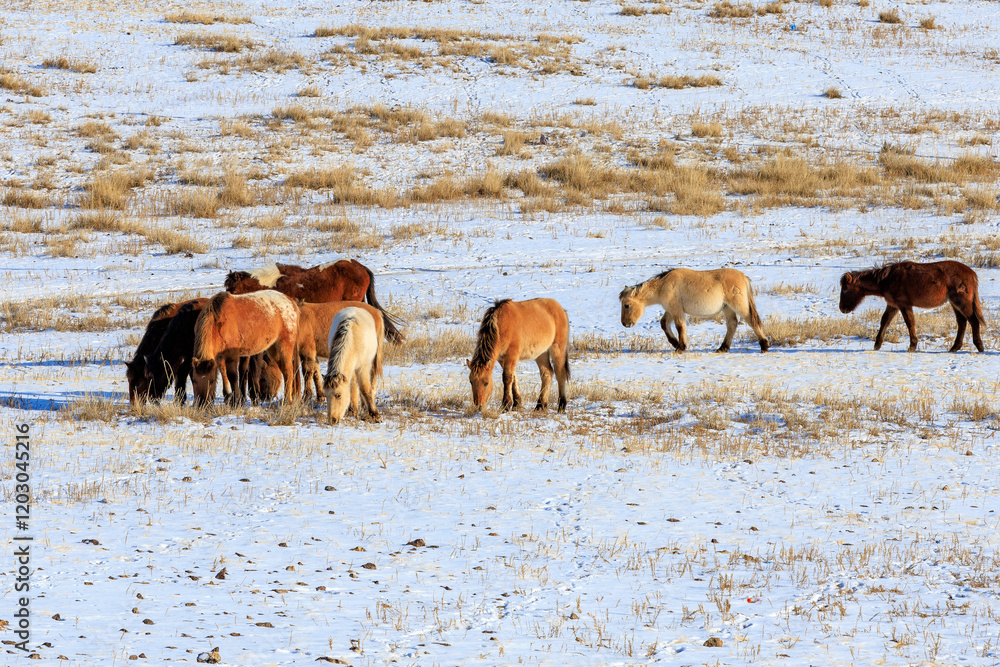 Mongolian Landscape rual nature Mongolian Landscape rual nature