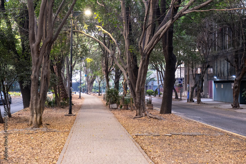 A leafy green, tree-lined pedestrian median of the streets of the trendy La Condesa neighborhood in Cuauhtemoc borough in Mexico City, in the morning light.