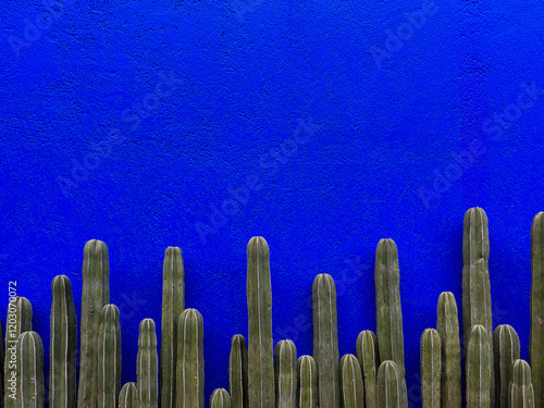 Green columnar cacti, a type of ceroid cactus (or sometimes just cereus), against a vibrant cobalt blue textured wall, creating a striking contrast.