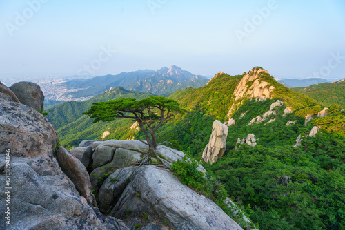 Wallpaper Mural High angle and summer view of a pine tree on rock cliff over Uiam Rock at Dobongsan Mountain near Dobong-gu, Seoul, South Korea Torontodigital.ca