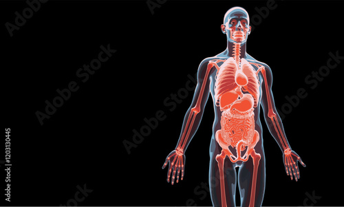 human organs illustration transparency vector silhouette black beground
