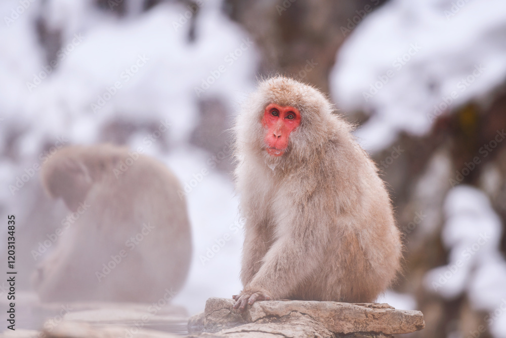 Travel Asia. The Red-cheeked monkey is soaking in the water to relax the cold happily.Snow monkey on the snow. Winter season. Travel Asia. The Red-cheeked monkey is soaking in the water to relax the cold happily.Snow monkey on the snow. Winter season.