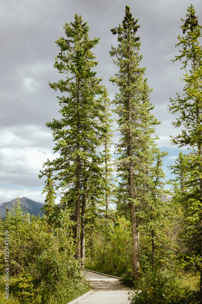 Tall evergreen trees line a wooden boardwalk on a Canmore trail Tall evergreen trees line a wooden boardwalk on a Canmore trail