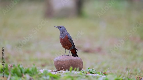 Blue rock thrush male sitting on a rock and taking flight