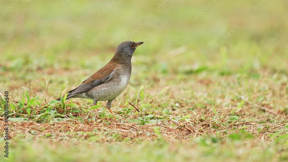 Pale thrush on the ground taking flight in slow-motion Pale thrush on the ground taking flight in slow-motion