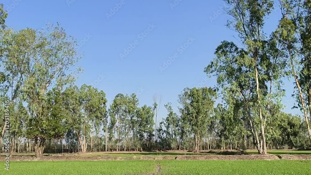 The wind blows the eucalyptus trees in the rice fields.