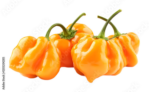 fiery habanero peppers isolated on white background 
