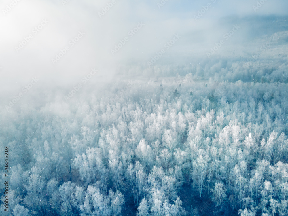 White frost-covered trees in winter forest at foggy sunrise. Aerial view.