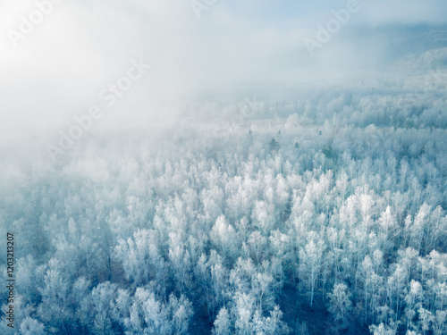 Obraz na płótnie White frost-covered trees in winter forest at foggy sunrise. Aerial view. w salonie