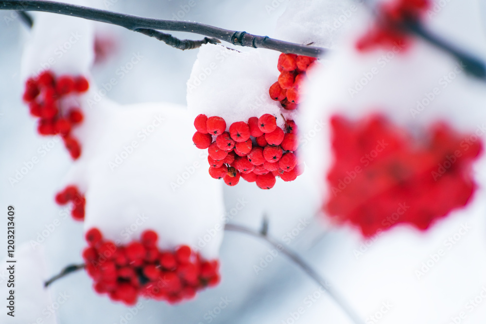 Red rowan berries covered in white snow during snowfall. Selective focus.