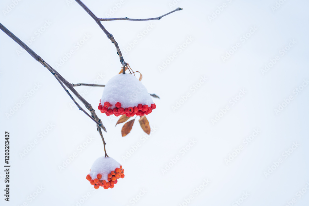 Red rowan berries covered in white snow during snowfall.