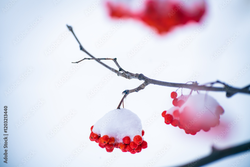 Red rowan berries covered in white snow during snowfall. Selective focus.