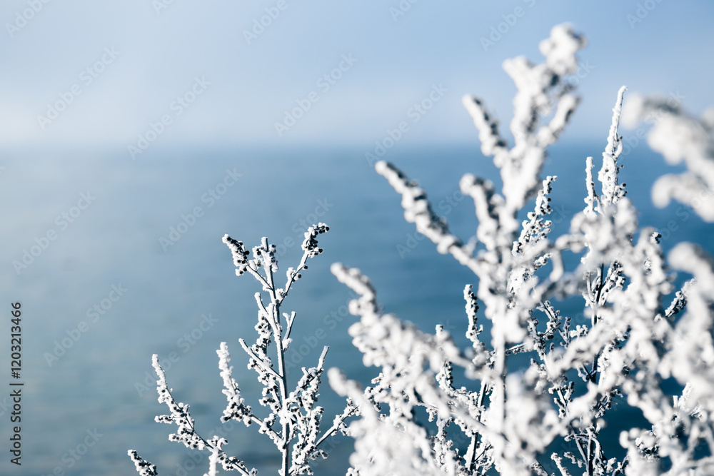 Frost-covered plants on the shore of lake at foggy sunrise.