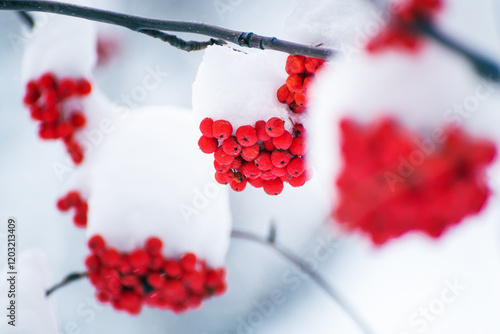Obraz na płótnie Red rowan berries covered in white snow during snowfall. Selective focus. w salonie