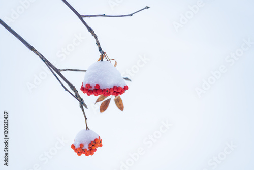 Obraz na płótnie Red rowan berries covered in white snow during snowfall. w salonie