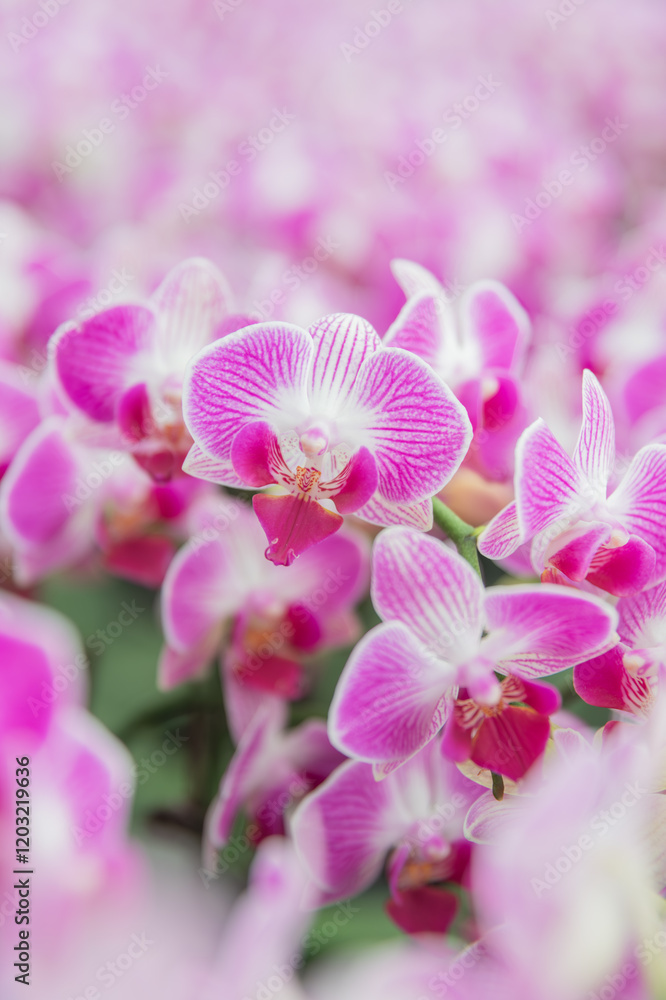 Elegant pink orchids in bloom, perfect for promoting gift shops, floral delivery services, or online plant retail platforms. Elegant pink orchids in bloom, perfect for promoting gift shops, floral delivery services, or online plant retail platforms.