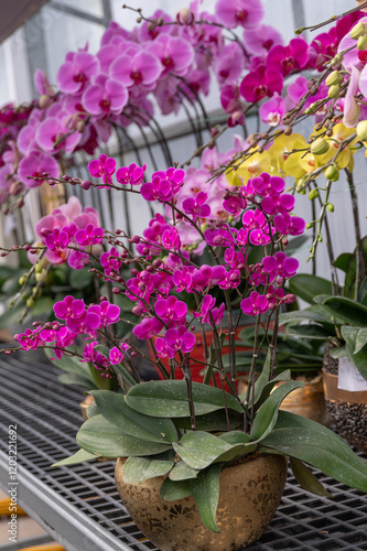 Wallpaper Mural Pink Phalaenopsis orchids in planters. Ideal for wedding planning services, floral workshops, or event decoration catalogs. Torontodigital.ca