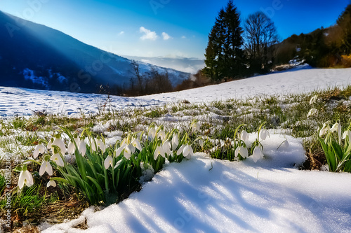 Eine Schneelandschaft mit blühenden Schneeglöckchen photo