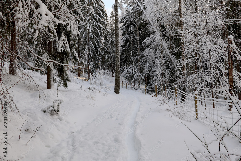 Fototapeta premium winter