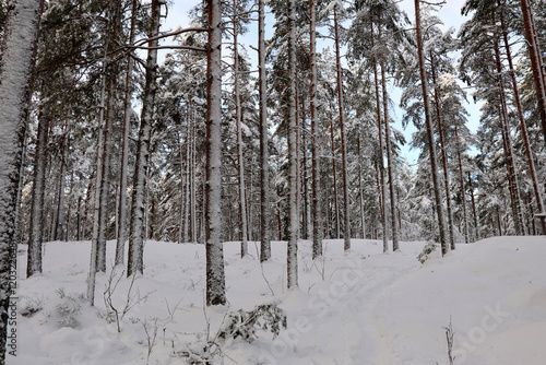 Obraz na płótnie winter