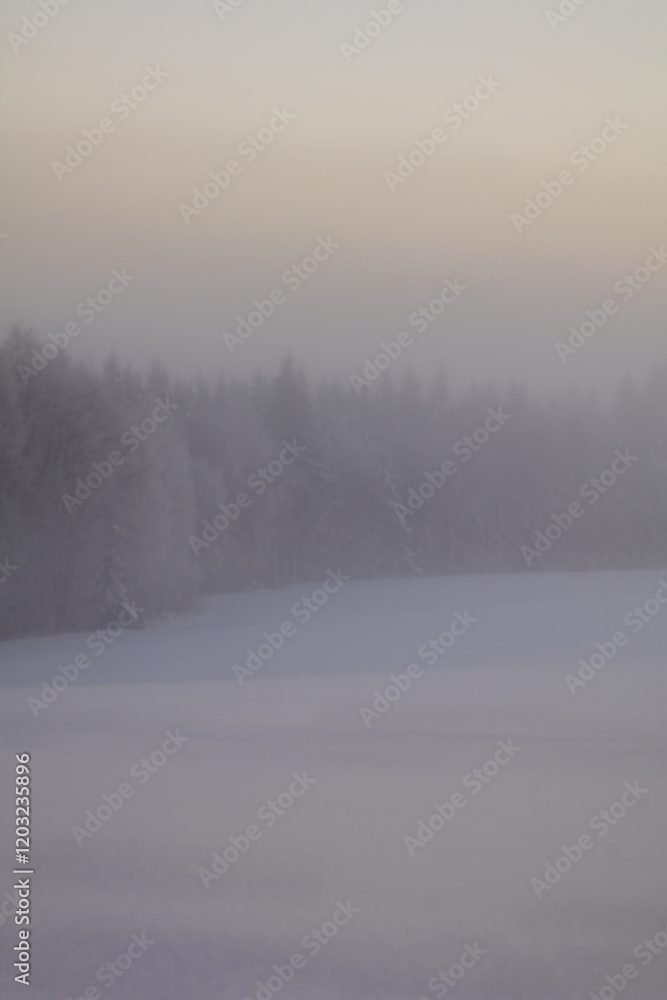 Naklejka premium misty morning in the forest