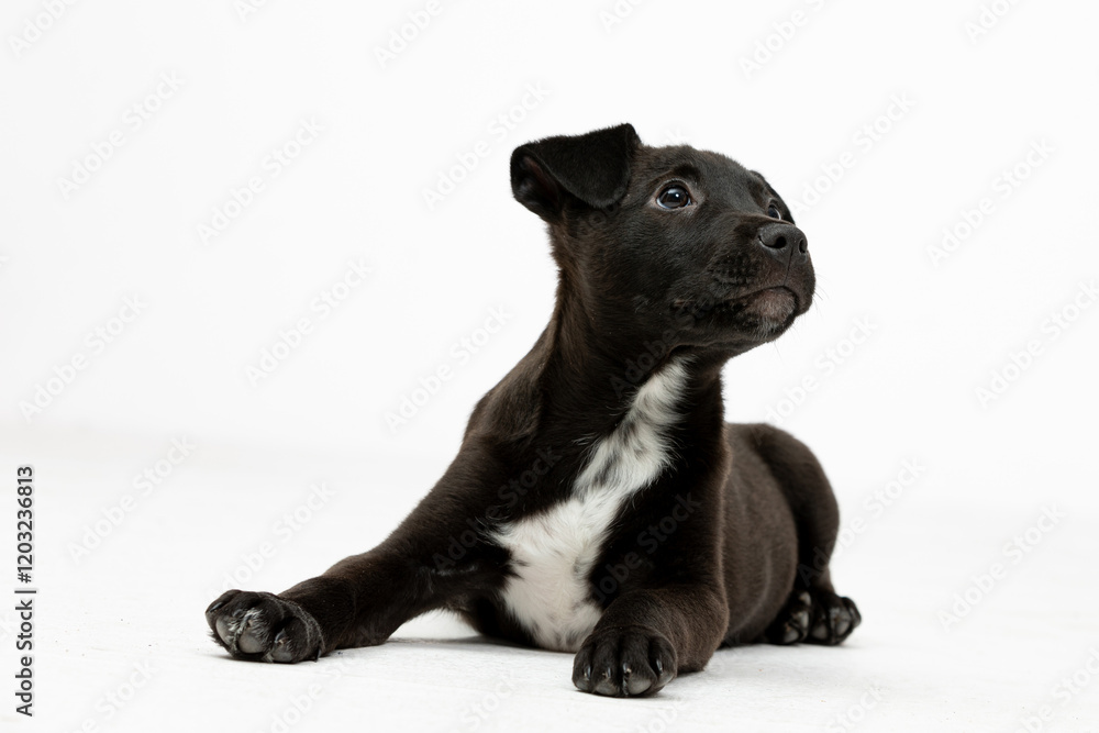 An adorable black puppy featuring a charming white patch on its chest that stands out An adorable black puppy featuring a charming white patch on its chest that stands out