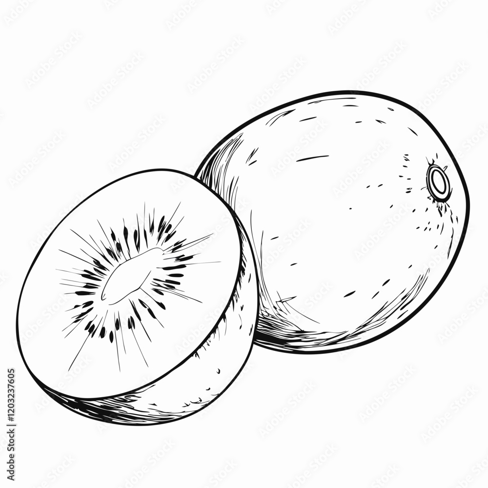 Hand-drawn whole and sliced kiwi fruit illustration