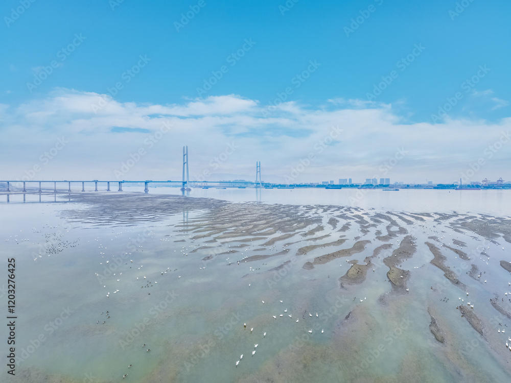 aerial view of winter migratory bird ecological landscape of Jiangxi Jiujiang Yangtze river highway bridge, China