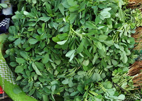 vegetable called methi(methi ki bhaji) Freshly harvested stalks of Fenugreek leaves with fresh roots. Green leafy vegetables from Indian. Tender small methi patti used to make curry, culinary dishes.