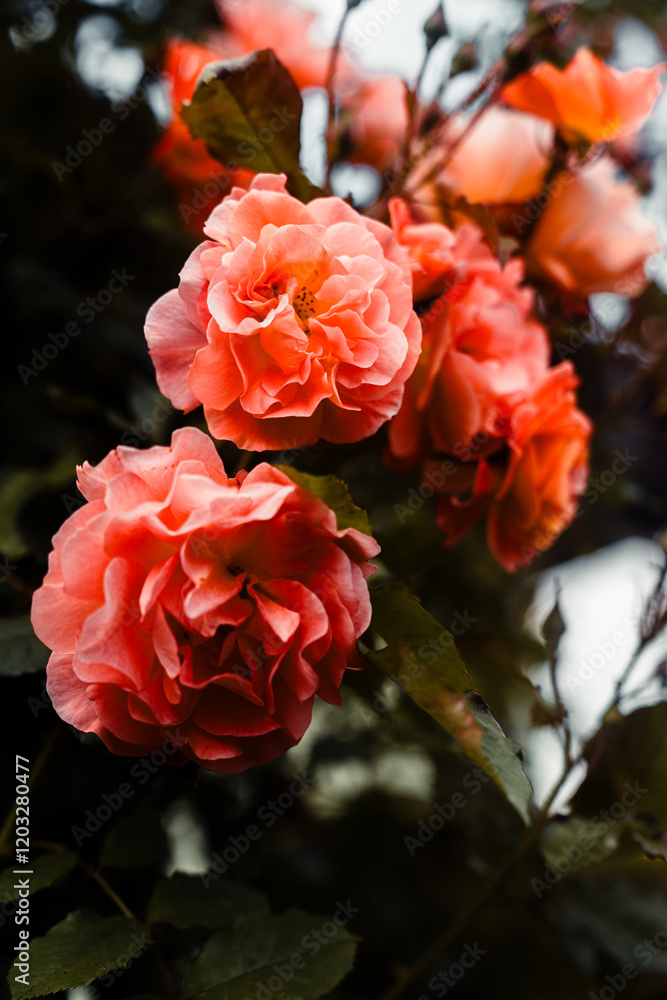 Fototapeta premium Beautiful pink roses in the garden. Shallow depth of field.