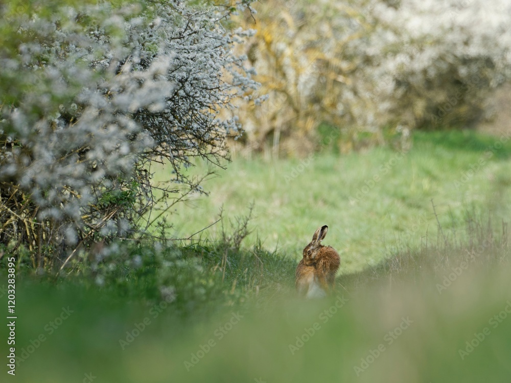 Fototapeta premium Field hare resting on a path by a blooming tree