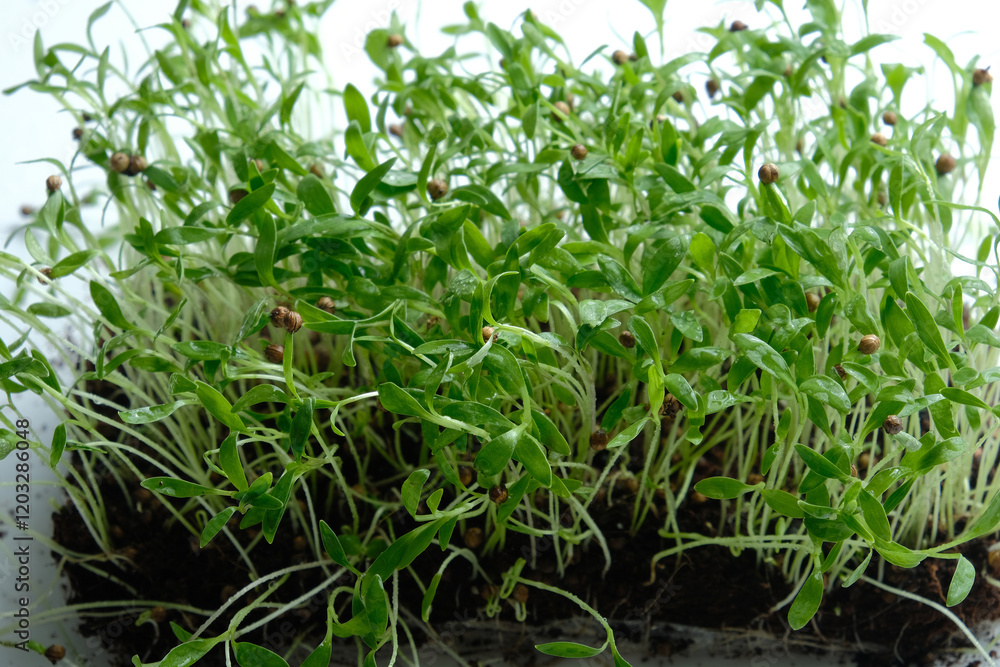 Cilantro microgreens with coriander seed attached. Macro Cilantro microgreens with coriander seed attached. Macro