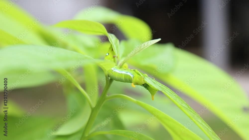 Close-up of Caterpillars on Green Leaves Close-up of Caterpillars on Green Leaves