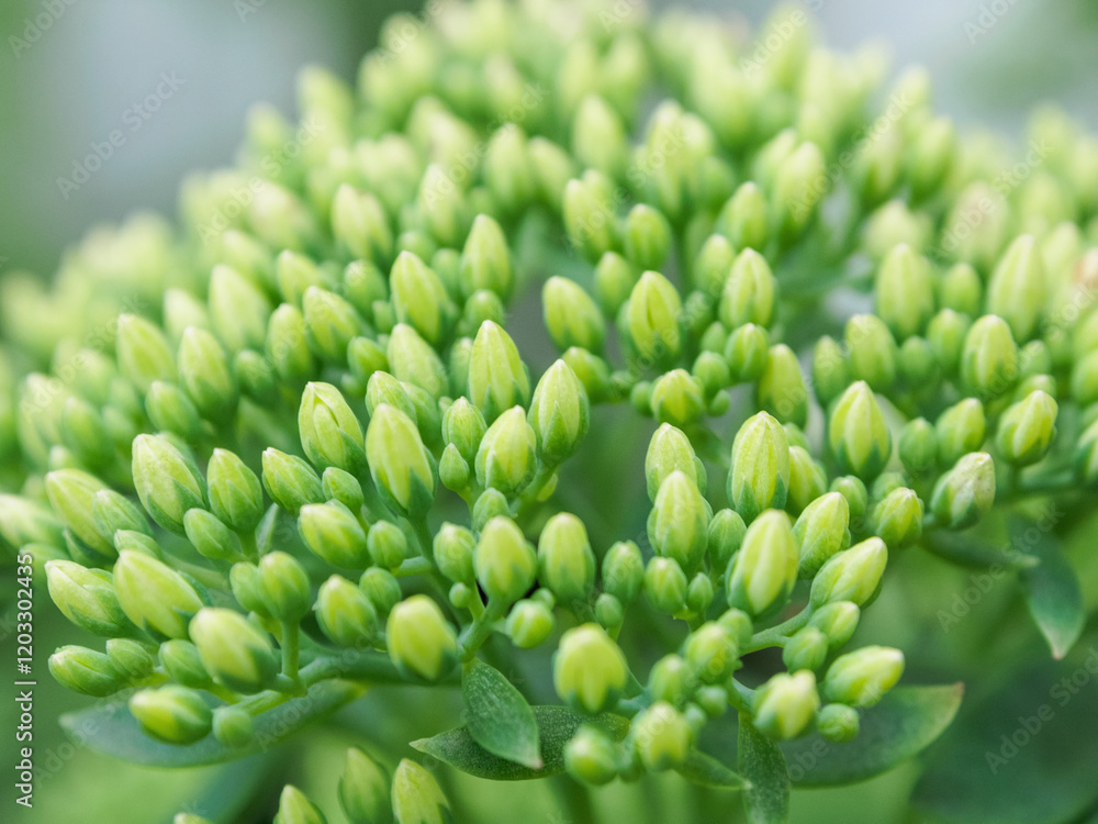 Macro photography of the greenery of plants opens up a wonderful world of the smallest details, emphasizing the beauty and diversity of nature. Macro photography of the greenery of plants opens up a wonderful world of the smallest details, emphasizing the beauty and diversity of nature.