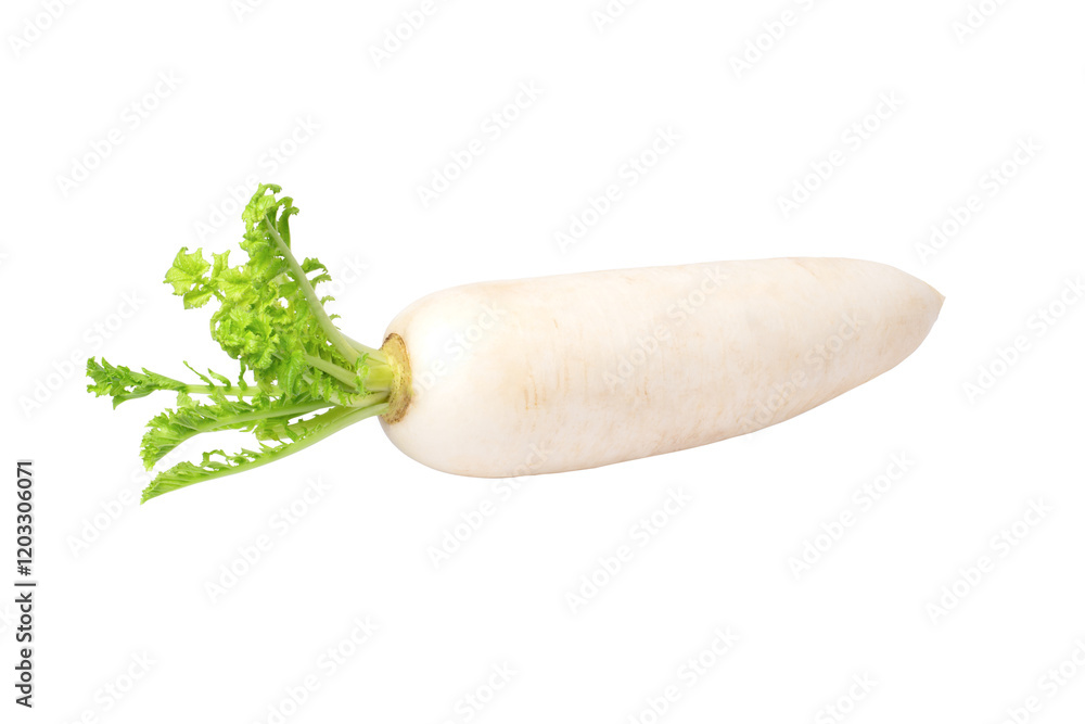 Daikon radish isolated on white background Daikon radish isolated on white background