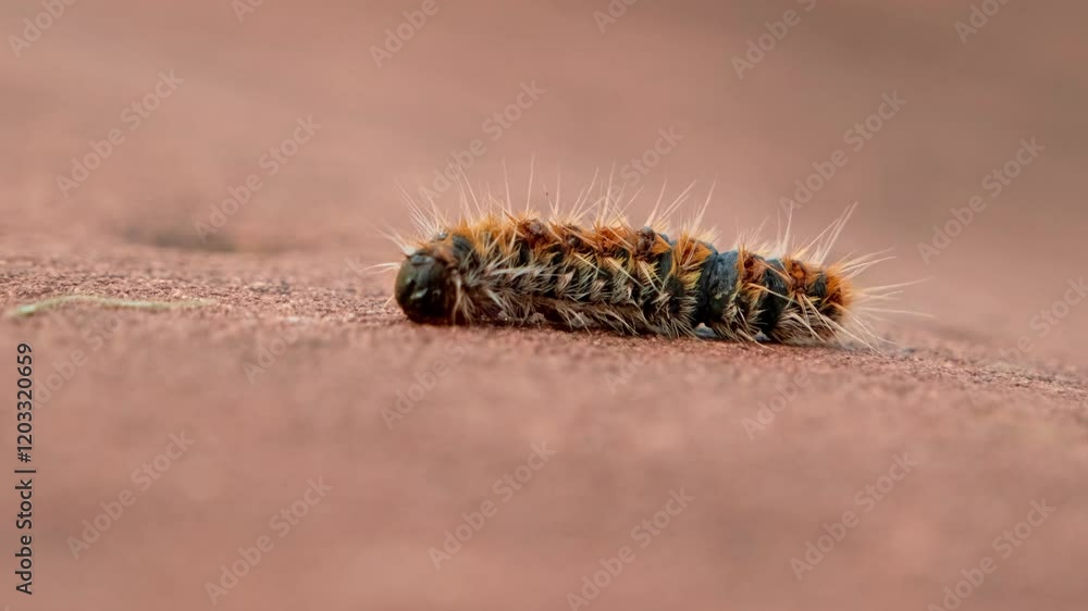 Close-up of a processionary caterpillar (Thaumetopoea pityocampa). Close-up of a processionary caterpillar (Thaumetopoea pityocampa).