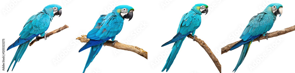 Gorgeous and Vibrant Macaw Parrots Perching on Lush Tropical Tree Branch in Natural Wildlife Environment Exotic and Colorful Bird Species in their Natural Habitat Gorgeous and Vibrant Macaw Parrots Perching on Lush Tropical Tree Branch in Natural Wildlife Environment Exotic and Colorful Bird Species in their Natural Habitat