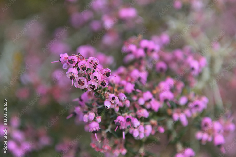 花盛りになったジャノメエリカ 花盛りになったジャノメエリカ