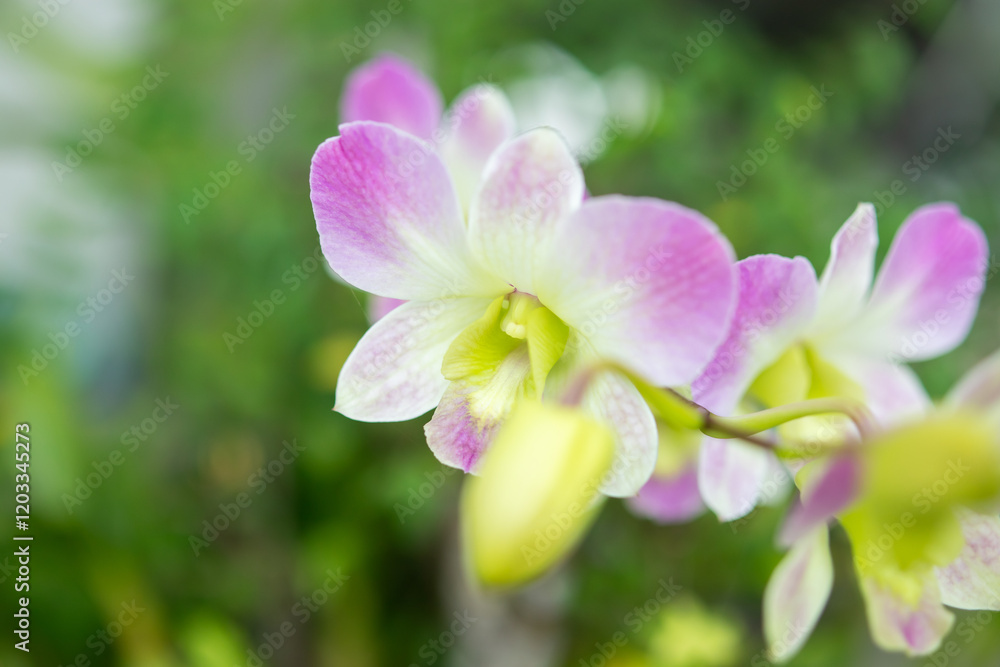 Beautiful Orchid flower blooming in garden floral background Beautiful Orchid flower blooming in garden floral background