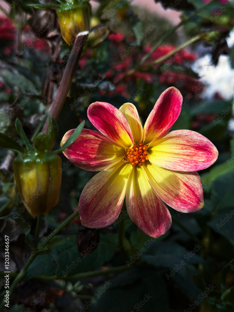 Fototapeta premium red and yellow daisy flower