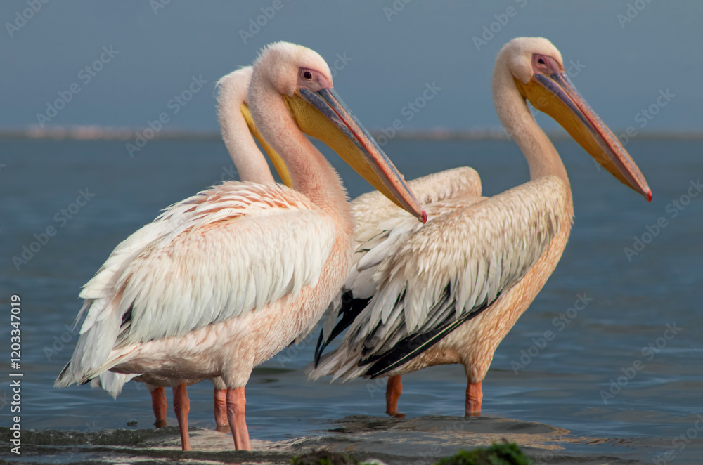 Fototapeta premium African wild birds. Great pelicans on the blue lagoon on a summer morning