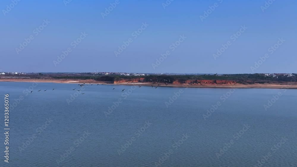 Wild geese start from the lake and fly into the sky | Wild geese flying in the sky