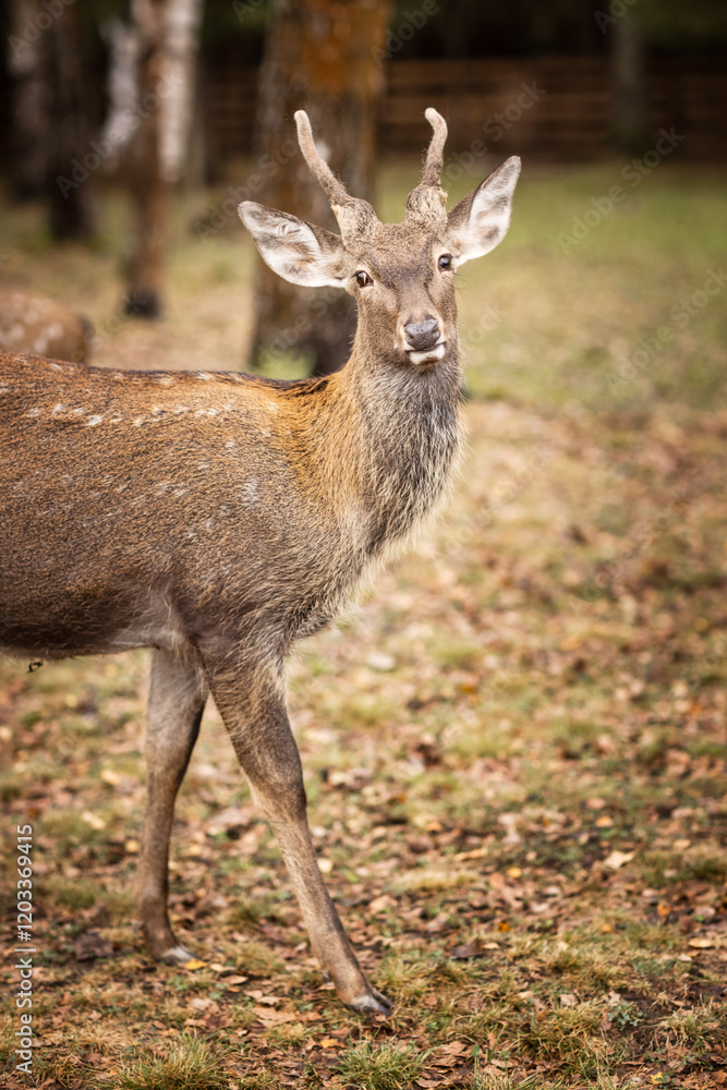 beautiful spotted deer on an autumn day in nature among hay beautiful spotted deer on an autumn day in nature among hay