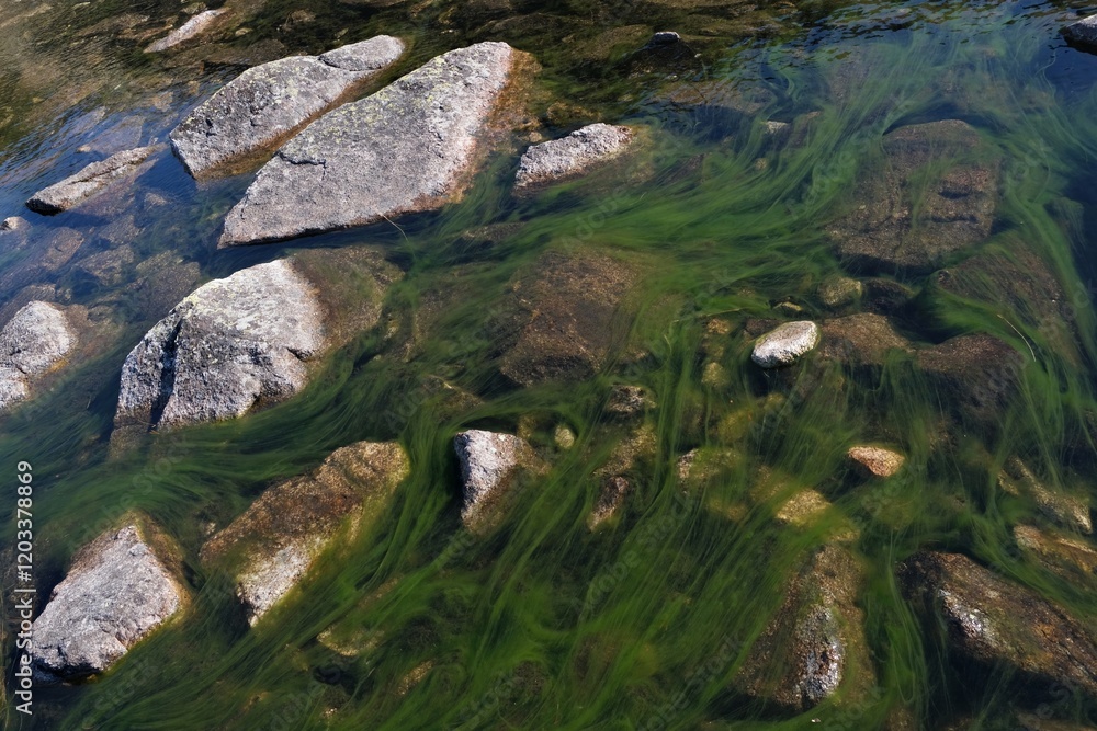 Green algae floating in stream in Valley of Gasienicowa Ponds, Tatras Mountains, Poland Green algae floating in stream in Valley of Gasienicowa Ponds, Tatras Mountains, Poland
