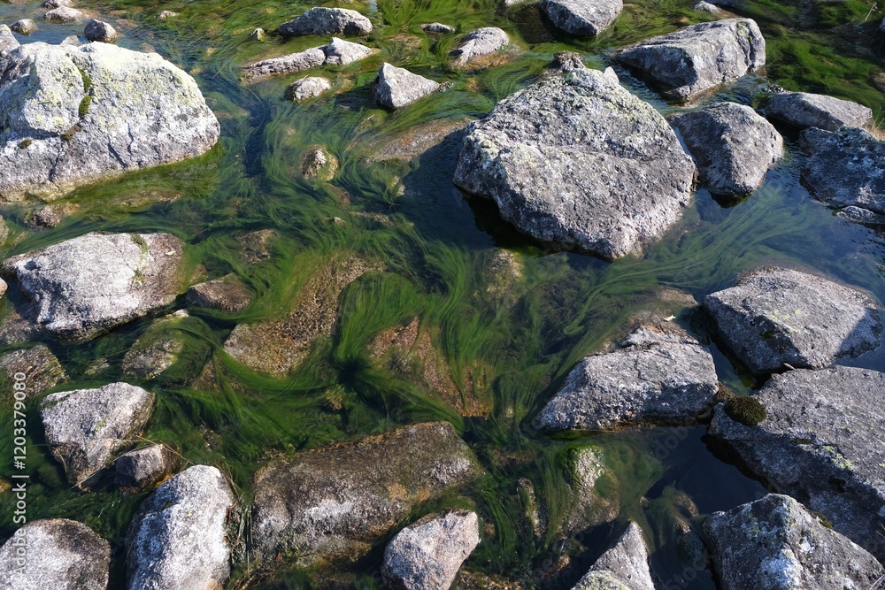 Green algae floating in stream in Valley of Gasienicowa Ponds, Tatras Mountains, Poland Green algae floating in stream in Valley of Gasienicowa Ponds, Tatras Mountains, Poland