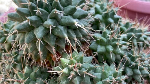 top view cactus close-up in the botanical garden